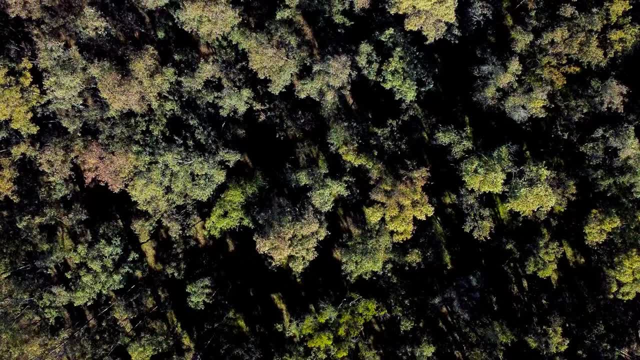 vista aérea del bosque con árboles con hojas de diferentes colores