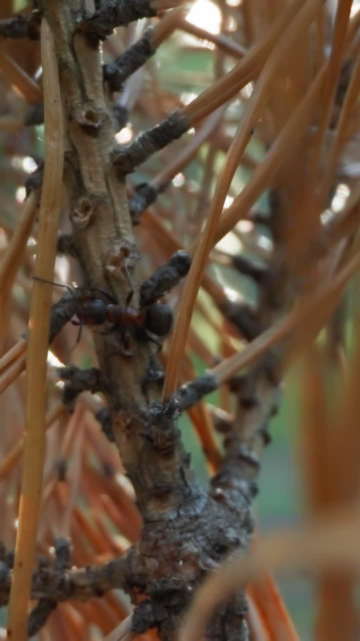 fotografía macro de hormigas en una rama de pino con textura con fondo forestal de enfoque suave