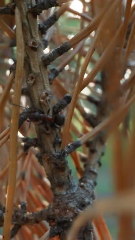 fotografía macro de hormigas en una rama de pino con textura con fondo forestal de enfoque suave