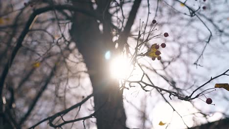 tree branches with paradise apples sway in light wind