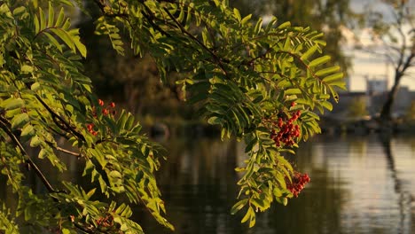 Ebereschenzweige-über-Ruhiger-Wasserspiegelung-Bei-Goldenem-Sonnenuntergang