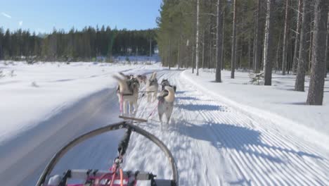Husky-pulled-sled-glides-on-snow-covered-road-in-Sweden-amidst-birch-trees-on-snowy-path