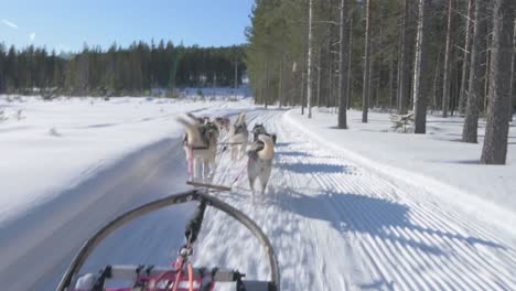 husky-pulled sled glides on snow-covered road in sweden amidst birch trees on snowy path