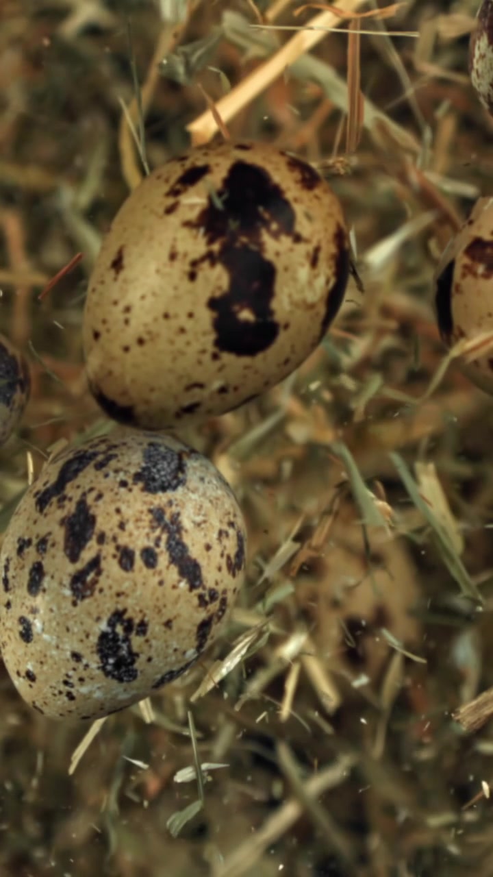 Close-up of Speckled Quail Eggs Resting in a Hay Nest