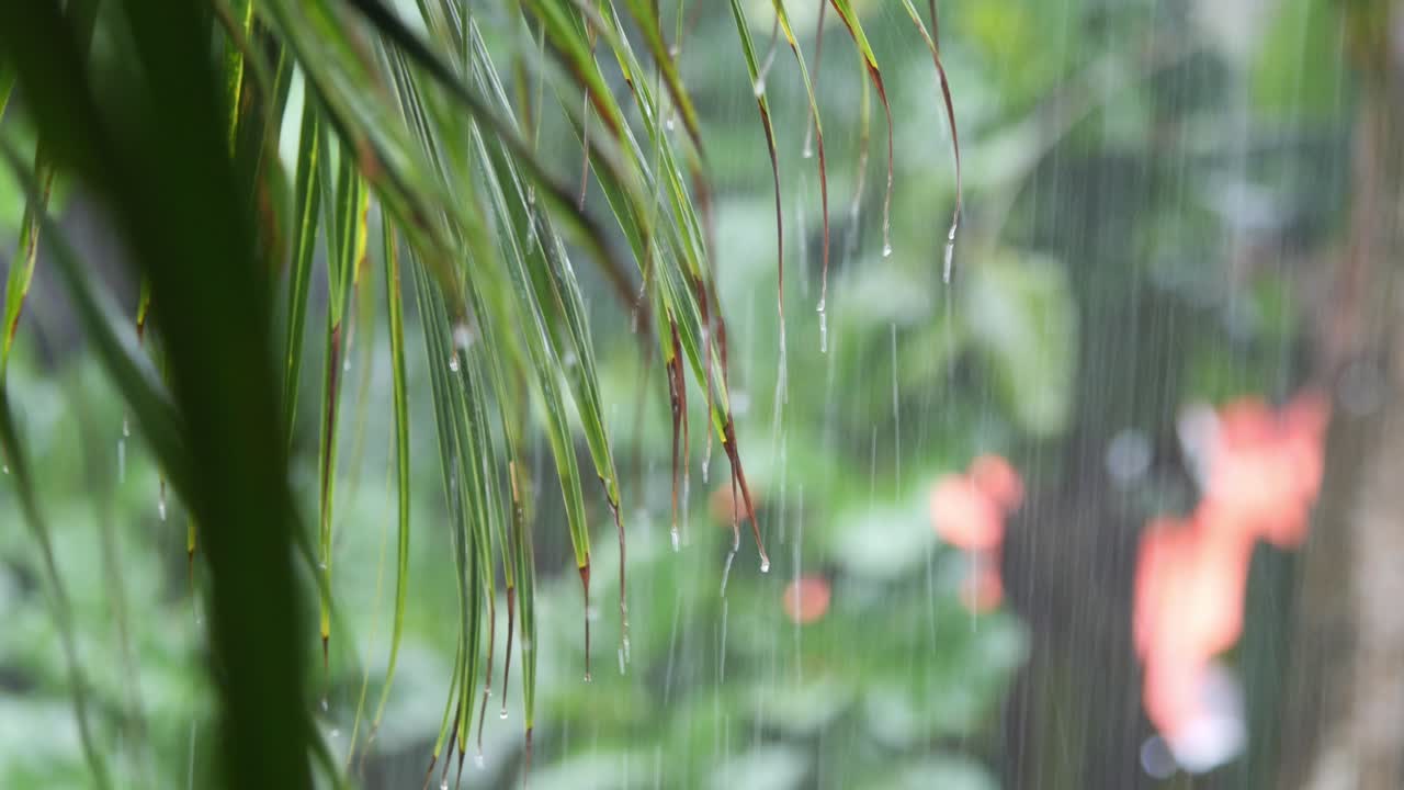 Raindrops Falling of Palm Leaves during Rainy Season in the Philippines