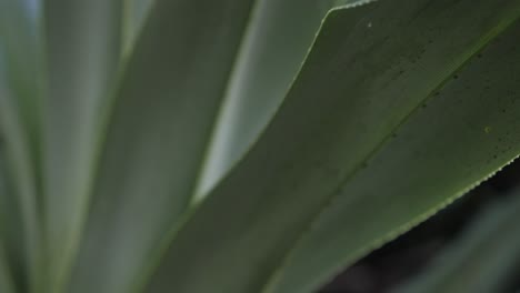closeup of green fragrant screw-pine leaves with fine textures and serrated edges. macro shot