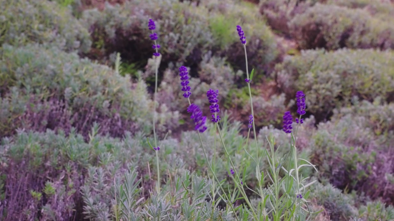 Lavendelblommor vajar i vinden, fridfull naturscen