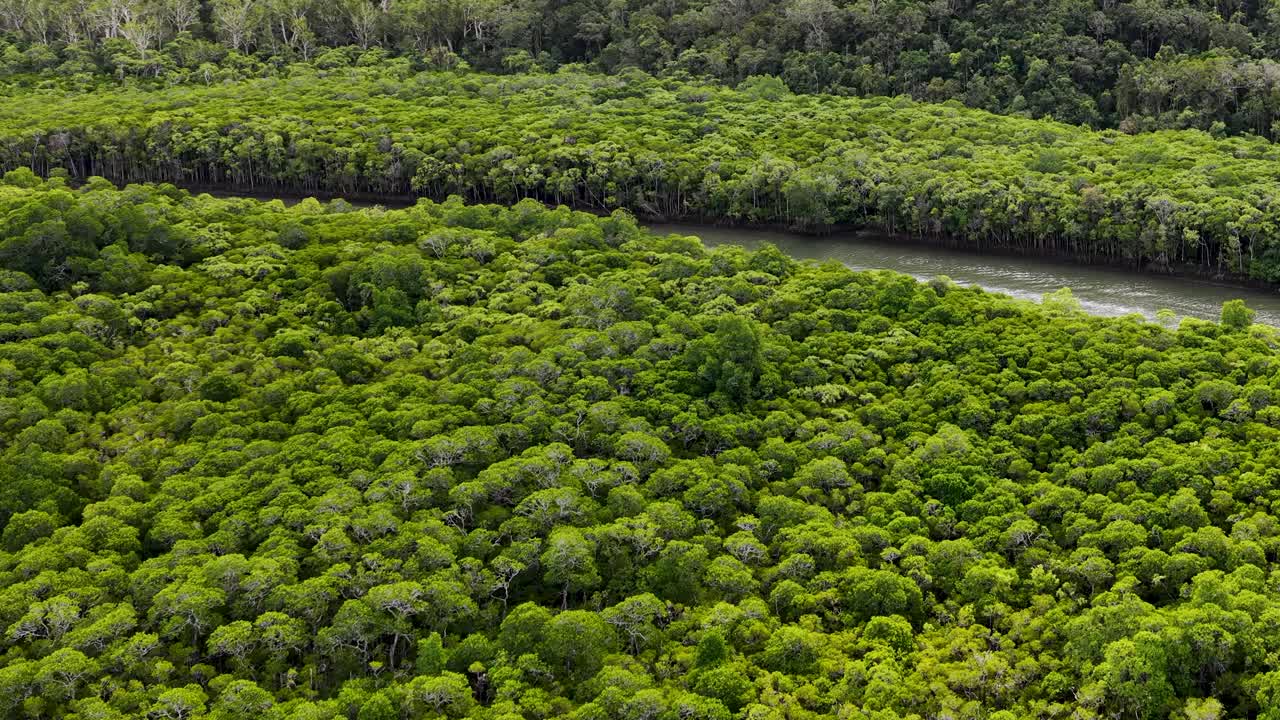 Drone glides above lush rainforest canopy and winding river, soft daylight, wide aerial perspective