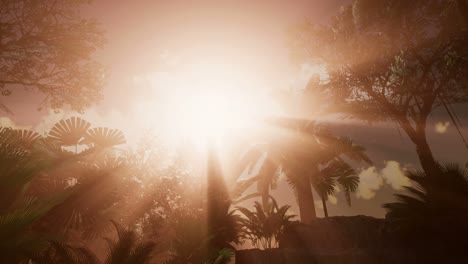 Sunset-Beams-through-Palm-Trees