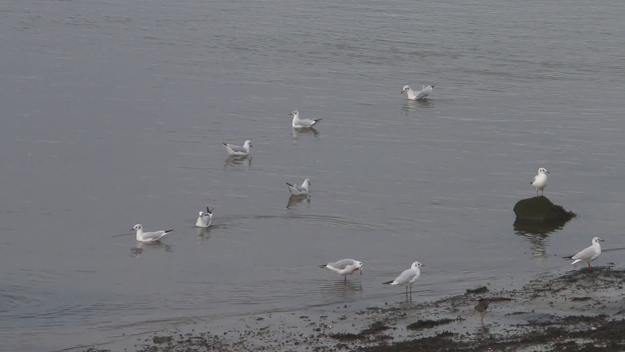 검은 머리 갈매기, chroicocephalus ridibundus, 해변의 겨울 깃털 -1