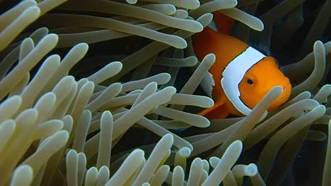 a shy little clown fish looking out from its home in the anemone