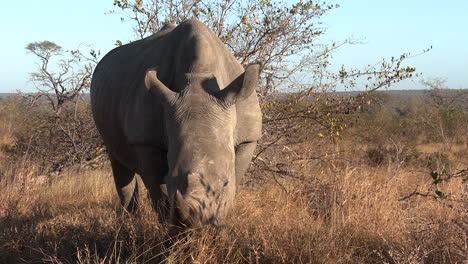 Front-view-of-white-rhino-grazing-in-grass-illuminated-by-sunlight-with-long-shadow-on-side