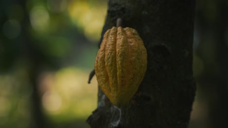 natural yellow fruit in a cinematic slow motion