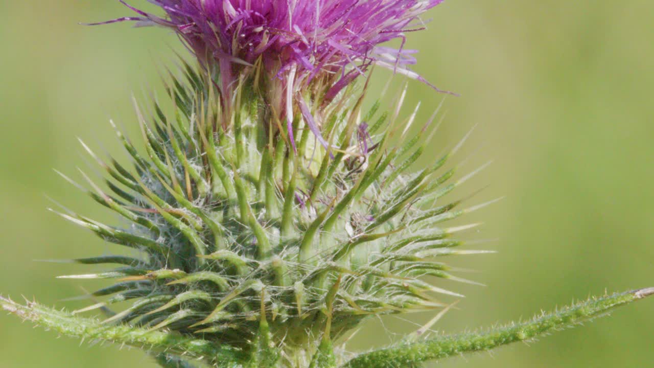 En detaljeret makrooptagelse af en spids, lilla tidselblomst, der svajer på en eng
