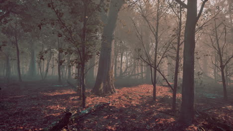 Straße-Durch-Dunklen-Wald-Im-Herbst