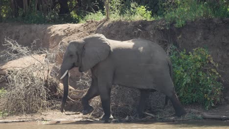 an elephant walking on the banks of the flowing zambezi river