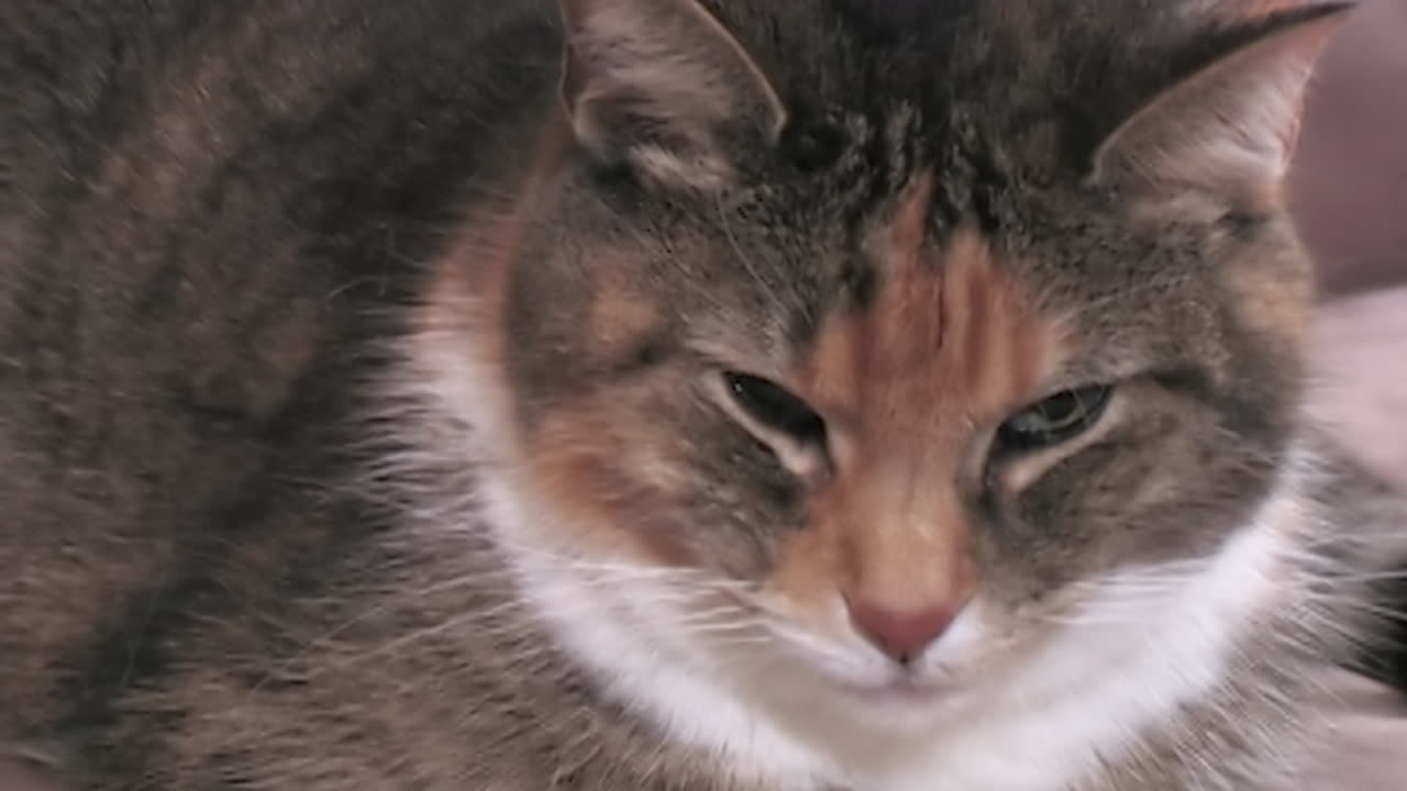 집에 있는 고양이의 클로즈업