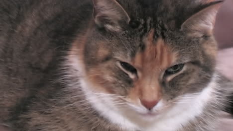 close-up of a cat in the house
