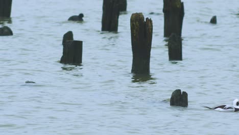 Long-tailed-ducks-flock-swimming-in-water-and-looking-for-food,-overcast-day,-distant-medium-shot