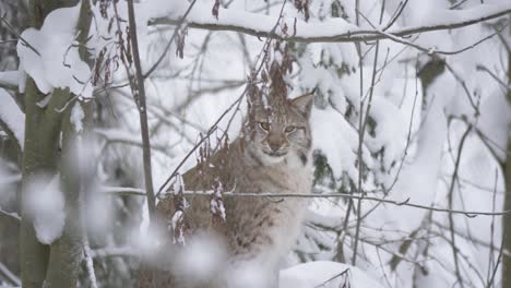 eurasian lynx resting hidden among frozen shrubs on snowed cold forest - long medium shot