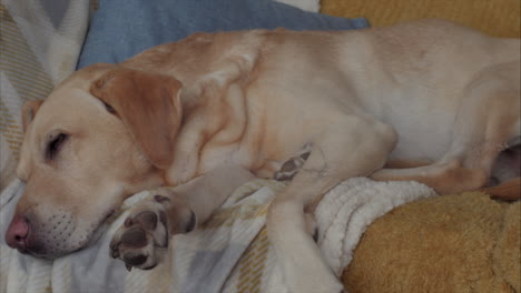 lindo perro labrador en casa durmiendo en un sofá suave y cálido despertando de soñar, cerrar
