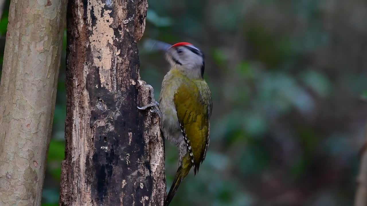 el pájaro carpintero de cabeza gris también se llama pájaro carpintero de cara gris se encuentra en muchos parques nacionales en tailandia y es muy particular en la elección de su hábitat para que prospere