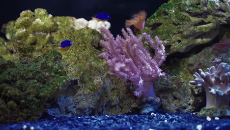 disparo medio de los corales colt en el acuario tropical