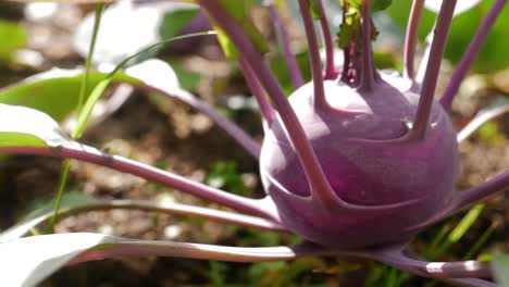 organic violet kohlrabi in raised bed