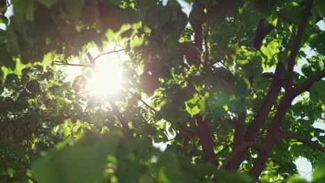 Vista-De-Hojas-Verdes-En-Primer-Plano-Contra-El-Sol-Brillante.-Encantadora-Vista-Al-Bosque-Con-Sol.