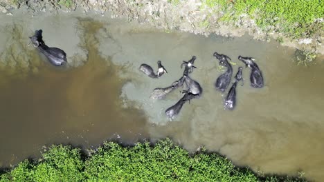 drone rises top down above water buffalo in green muddy river bathing