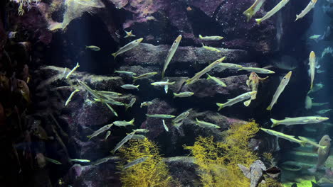 sphyraena pinguis gunther - barracuda, sea-pike