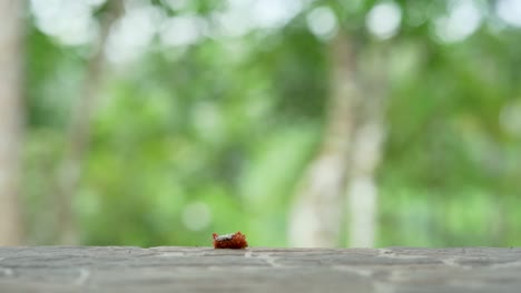 Red-colored-rare-Caterpillar-species-crawling-in-wilderness-of-Amazon-Rainforest-during-daytime