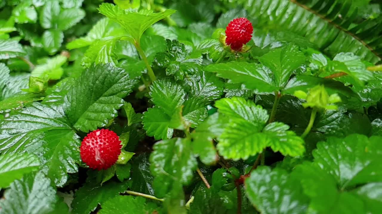 Small red strawberries ripe and ready to eat in between emerald green healthy leaves wet after rainfall