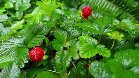 Small red strawberries ripe and ready to eat in between emerald green healthy leaves wet after rainfall