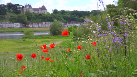 red wildflowers bloom in front of a beautiful chateau stands along the loire river in france