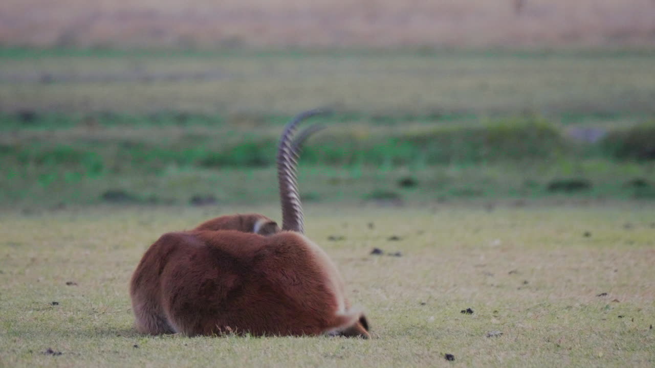 열린 초원 평야에 붉은 레흐베 영양이 쉬고 있다