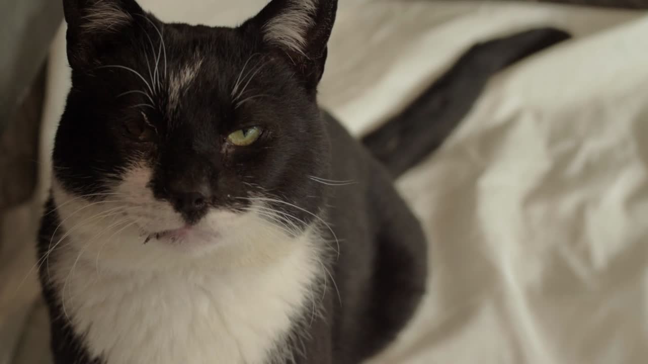 gato blanco y negro mira a la cámara