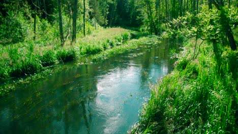 water stream flowing in the forest