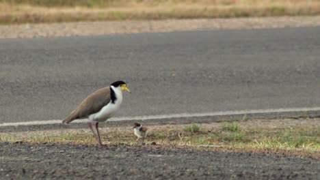 plover de alas de regazo enmascarado y pollito por la carretera