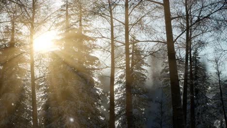 Misty-fog-in-pine-forest-on-mountain-slopes