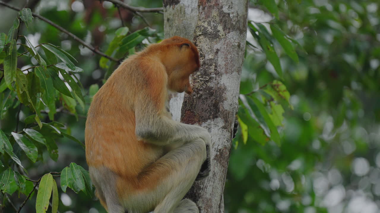 Proboscis Monkey in the Rainforest