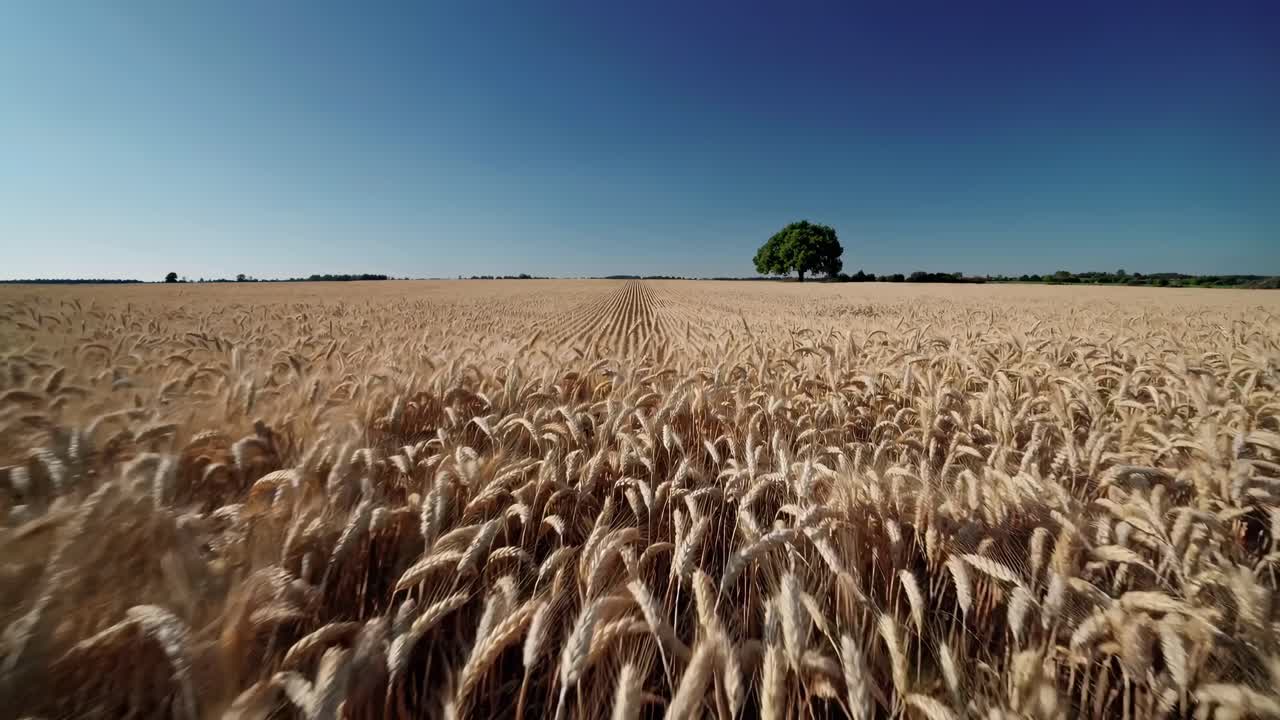 Aerial video of a vast wheat field under a clear blue sky, showcasing a lone tree on the horizon