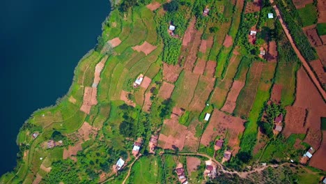 vertical drone shot over vibrant terraced fields and scattered homes bordering the blue waters of lake bunyonyi near kabale, highlighting rural farming in southwestern uganda’s highlands