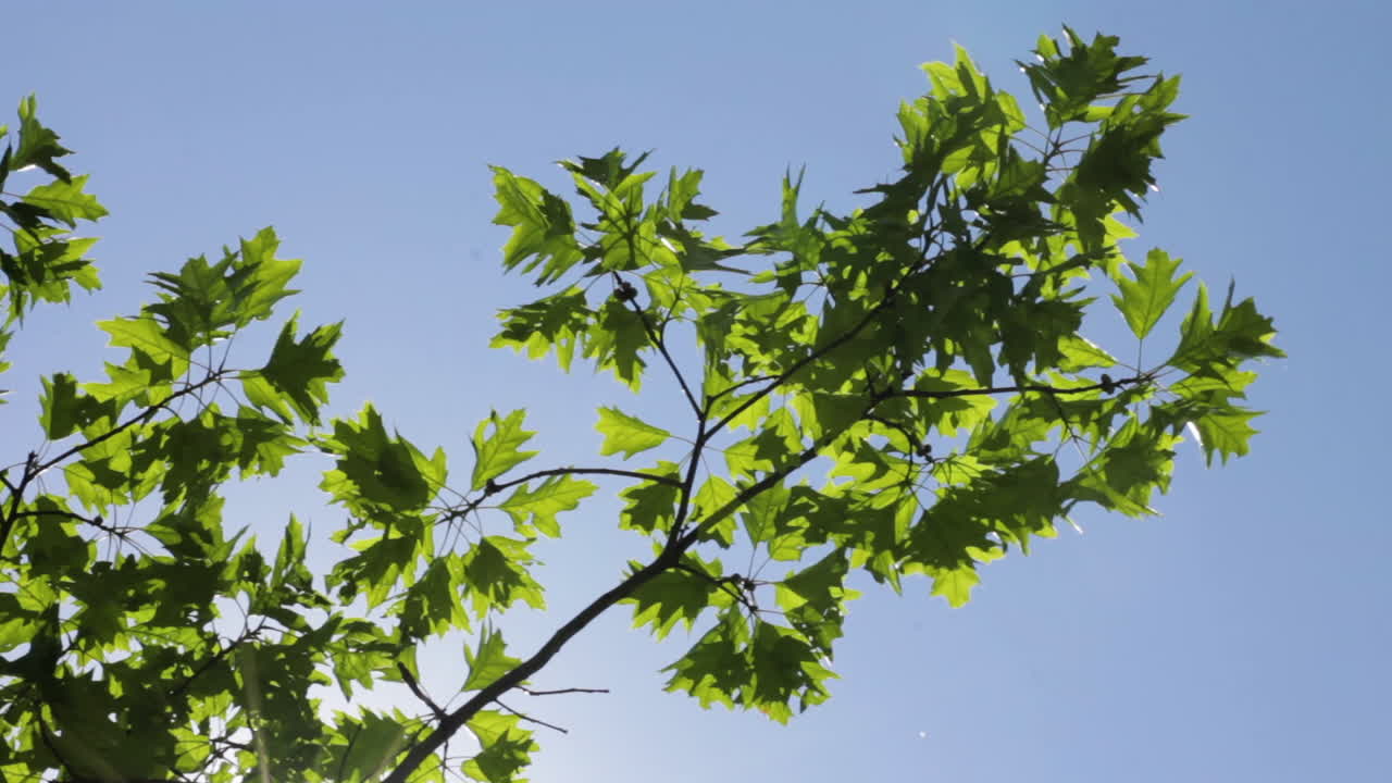 화창한 날 바람에 날리는 나뭇잎
