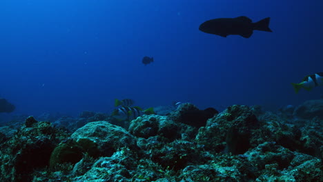 Un-Fascinante-Paisaje-Submarino-Con-Grandes-Meros-Pasando-En-El-Sereno-Océano