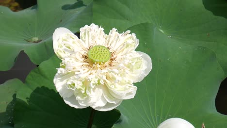 Weiße-Lotusseerose-Auf-Teich