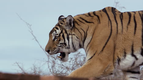 tiger walking along path looking intensely