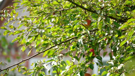 farmer harvests apples. male's hand pluck apples from the tree in the countryside. apple tree in the garden and a hand tearing down ripe fruits.