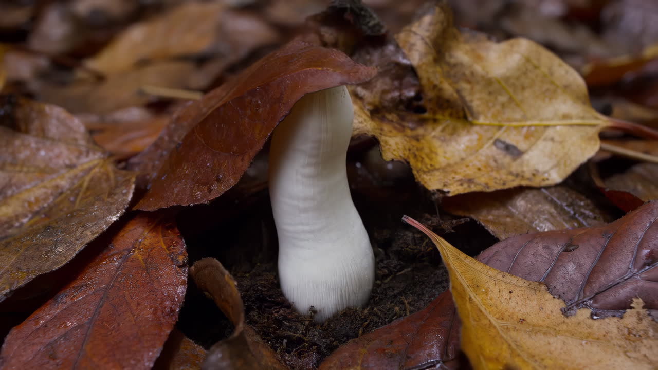 White Fungus Emerging from Autumn Leaves on Forest Floor