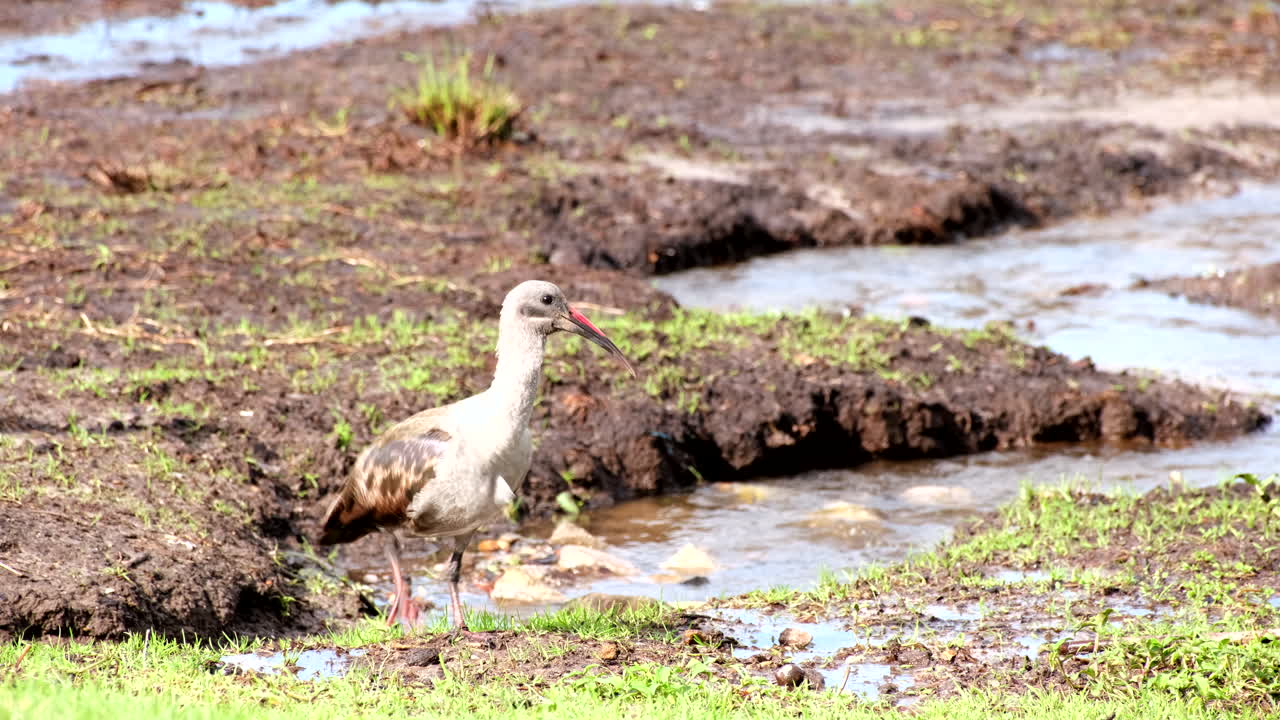Pair of hadada ibis in wetland preening feathers and foraging in muddy soil